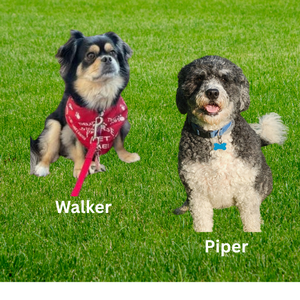  Therapy Dogs 
